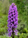 Dactylorhiza praetermissa ssp. junialis