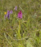 Hybrid, Gymnadenia conopsea densiflora x Gymnadenia nigra ssp. rhellicani