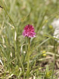 Gymnadenia lithopoliticana