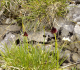 Gymnadenia nigra ssp. austriaca