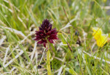 Gymnadenia nigra ssp. austriaca