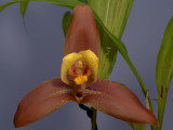 Lycaste lasioglossa, hybrid