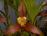 Lycaste lasioglossa, flower 10cm