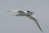 Sandwich Tern Cemlyn Bay Anglesey
