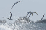 Sandwich Tern Angle Bay Pembrokeshire