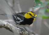 Golden-cheeked Warbler 0412-6j Bandera County TX
