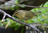 Worm-eating Warbler 0412-3j Mustang Island, TX