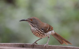 Long-billed Thrasher 0412-1j Santa Ana NWR, TX