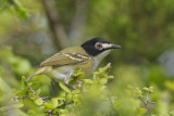 Black-capped Vireo 0412-5j Bandera County, TX