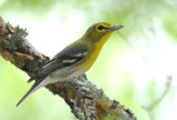 Yellow-throated Vireo 0412-2j Bandera County, TX