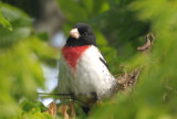 Rose-breasted Grosbeak 0412-2j Galveston Island, TX