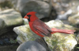 Northern Cardinal 0412-2j Santa Ana NWR,TX