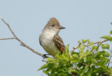 Ash-throated Flycatcher 0412-1j Bandera County, TX