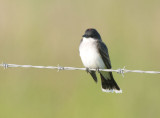 Eastern Kingbird 0412-1j Anahauc NWR, TX