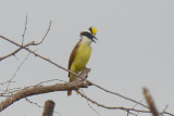 Great Kiskadee 0412-5j Santa Ana NWR, TX