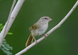 Olive Sparrow 0412-1j Santa Ana NWR, TX