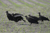 Black Vulture 0412-1j Kingsville, TX