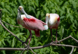 Roseate Spoonbills 0412-2j High Island, TX