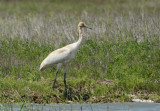 Whooping Crane Juvenile 0412-3j Aransas NWR, TX