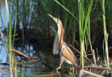 American Bittern 0412-2j Anahuac NWR, TX