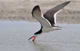 Black Skimmer 0412-6j Rockport, TX