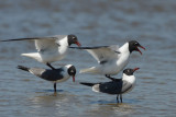 Laughing Gull 0412-2j Bolivar Flats, TX