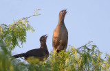 Plain Chachalaca 0412-4j Chachalaca Bend, TX