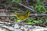 Kentucky Warbler 0412-2j Galveston Island, TX