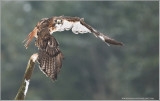 Red-tailed Hawk in Flight (captive)