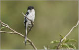 African Long-tailed Shrike