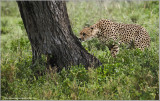 Cheetah