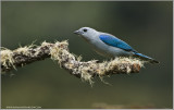 Gray-blue Tanager