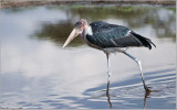 Stork