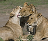 Lions