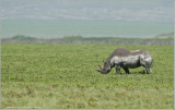 Black Rhinoceros