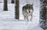 Wolf in some Snow (captive)