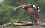 Harris's Hawk in Flight (captive)