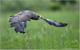 Swainsons Hawk (captive)