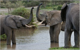 Elephants