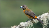 Cherries Tanager