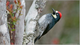 Acorn Woodpecker