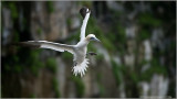 Gannet Incoming