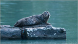 Pacific Harbour Seal