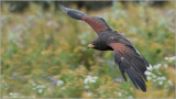 Harris's Hawk (captive)