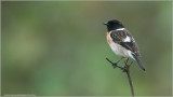 Stonechat