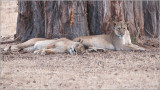 Lions in Tanzania