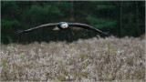 Bald Eagle in Flight (captive)