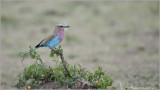 Lilac-breasted Roller