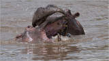 Hippo Fight