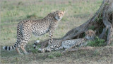 Cheetah Pair